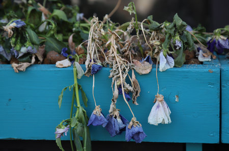 Dried flowers in a blue wooden box, closeupの写真素材