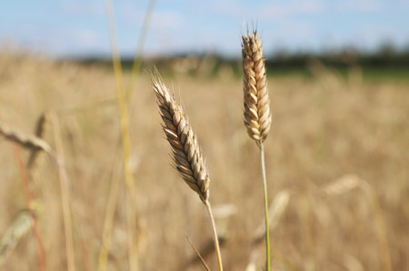 Ears of wheat on the background of the field, close-upの写真素材