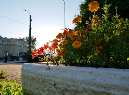 Sunset on the street of the city in summer. Flowers in the foreground.の写真素材