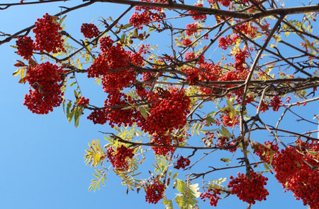 Bunches of red rowan berries on a branch against the blue sky