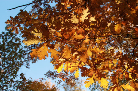 Autumn leaves on a tree in the forest against the blue sky