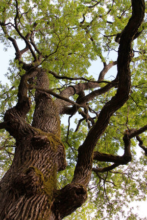 Old oak tree in the park in spring, closeup of photoの写真素材