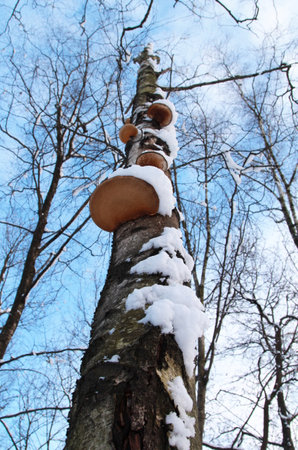 Mushrooms on a tree in the forest in winter against the blue skyの写真素材