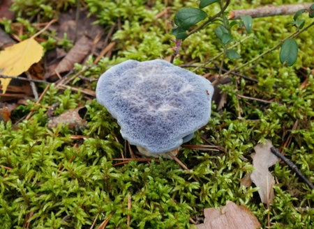 A closeup shot of a blue mushroom on a green moss backgroundの写真素材