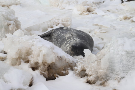 Weddell seal resting on the iceの写真素材