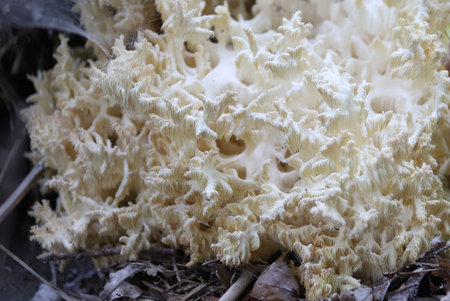 big white coral mushroom - rare species - in the forest