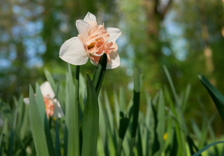 Daffodil (Narcissus), unusual speciesの写真素材