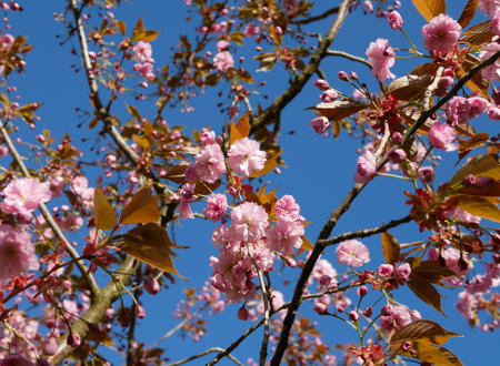 cherry blossom in spring with blue sky in the background.の写真素材