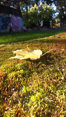 Autumn landscape in the park with yellow maple leafの写真素材