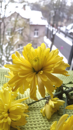 Yellow chrysanthemum on a windowsill in a fall and winterの写真素材