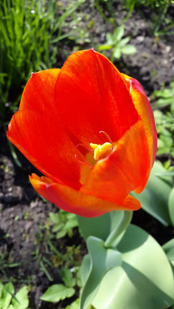 Spring time. Beautiful red tulip in the gardenの写真素材