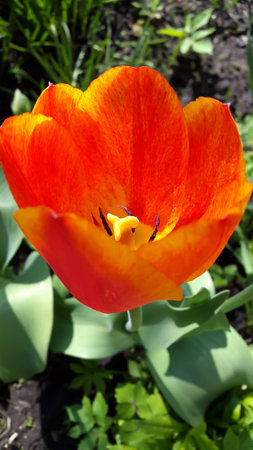 Spring time. Beautiful red tulip in the gardenの写真素材