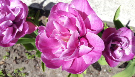 Spring time. Lilac flower called Peony tulip.の写真素材
