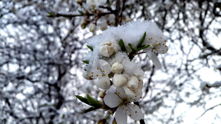 Spring buds and flowers of fruit tree covered in snow. Nature deviance. Temperature anomaly. Spring and snow.の写真素材
