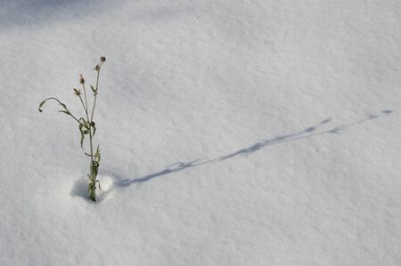 dandelion in the snowの写真素材