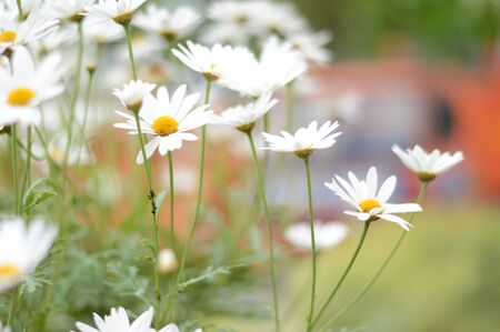 Margehriteの写真素材