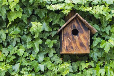 Nest in the ivyの写真素材