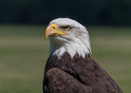 Eagleの写真素材