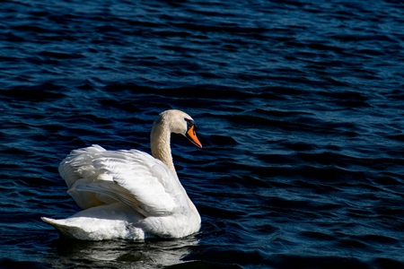 Swan - maleの写真素材