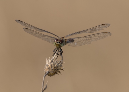 Dragonflyの写真素材