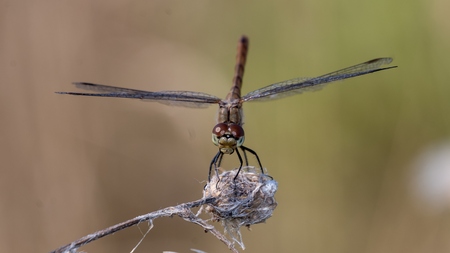 Dragonflyの写真素材