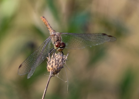 Dragonfly