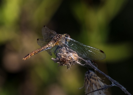 Dragonflyの写真素材