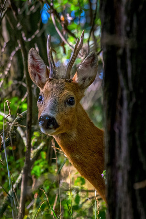Roebuck in the forestの写真素材