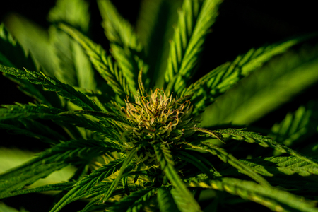 Cannabis flowerの写真素材