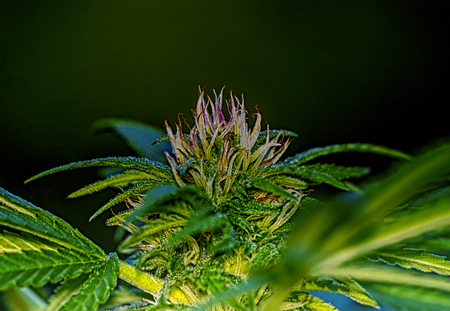 Cannabis flowerの写真素材