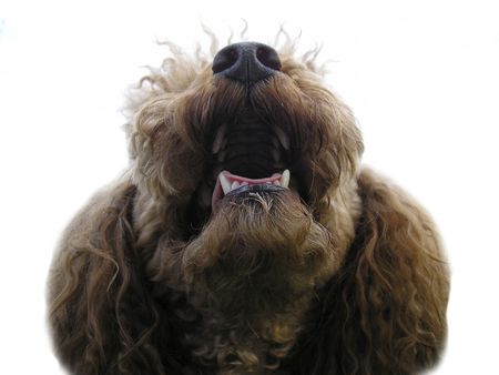 Dog, a smile, a grin, a teeth, a poodle, languageの写真素材