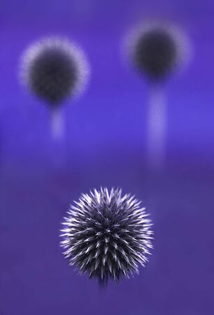 Golf,grass, plant, dark blue, gameの写真素材