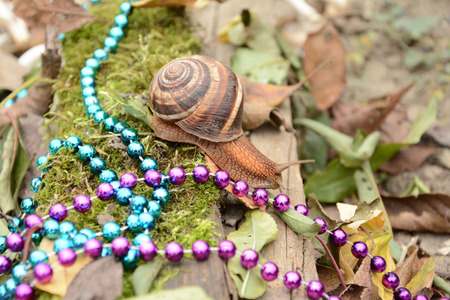 snail morningの写真素材