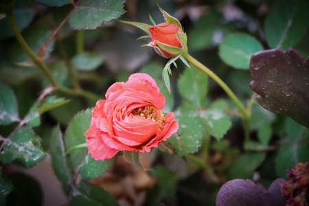 Beautiful Orange Color Rose Flower And Rose Bud. Selective Focus