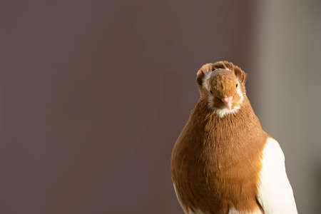 Red And White Color Capuchine Pigeon With Helmetの写真素材