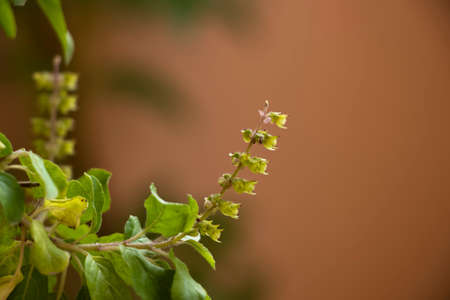 Beautiful Closeup Image Of Holy Basil Flower Or Ocimum Tenuiflorum Flower. Selective Focusの写真素材