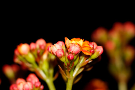 Closeup Image Of Beautiful Florist Kalanchoe Flower And Buds. Selective Focusの写真素材