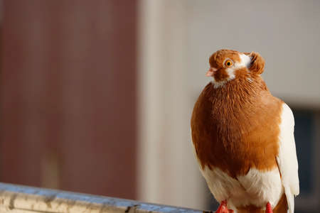 Closeup Image Of Brown And White Color Pigeonの写真素材