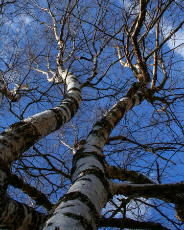 Close up of the trunk and branches of birch on the blue sky backgroundの写真素材