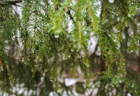 Fir-tree branches covered with drops of rainの写真素材