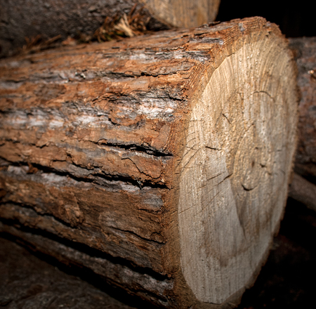 Close-up the end of pine logs with bark