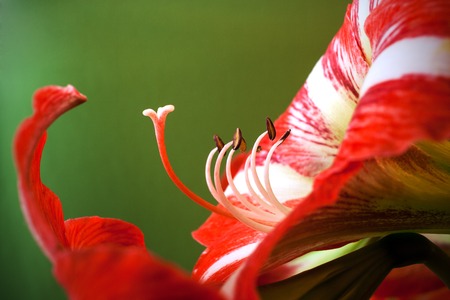 Close-up amaryllis flower with pistils and stamens on green backgroundの写真素材