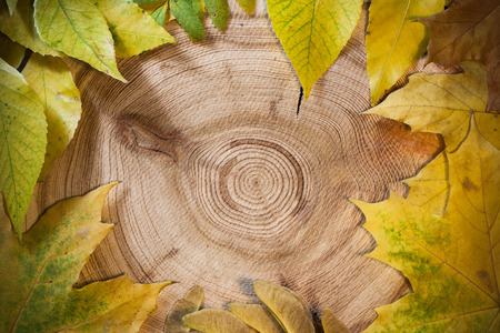 Autumn background: yellow leaves on a circular saw cut larch  with annual rings.の写真素材