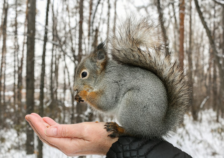 Grey squirrel sits on human's hand and gnaws nuts in winter forest.