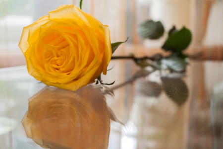 Beautiful yellow rose is reflected in transparent glass table.の写真素材