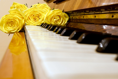 Beautiful yellow roses lie on black and white piano keyboard.の写真素材