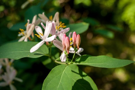 Unblown buds, leaves and flowers of bush in spring.の写真素材