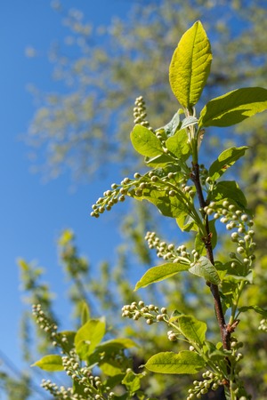 Close-up green bird-cherry branch with unopened buds in spring.の写真素材