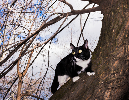 Scared black and white cat, wide-eyed, sitting on the tree in early spring.の写真素材