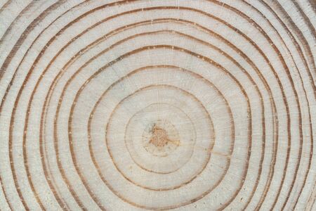Wood texture. Cross saw cut pine with annual rings and core close-up.の写真素材